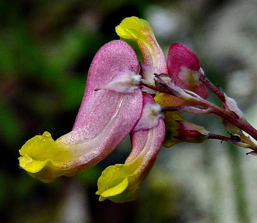 {Capnoides sempervirens}